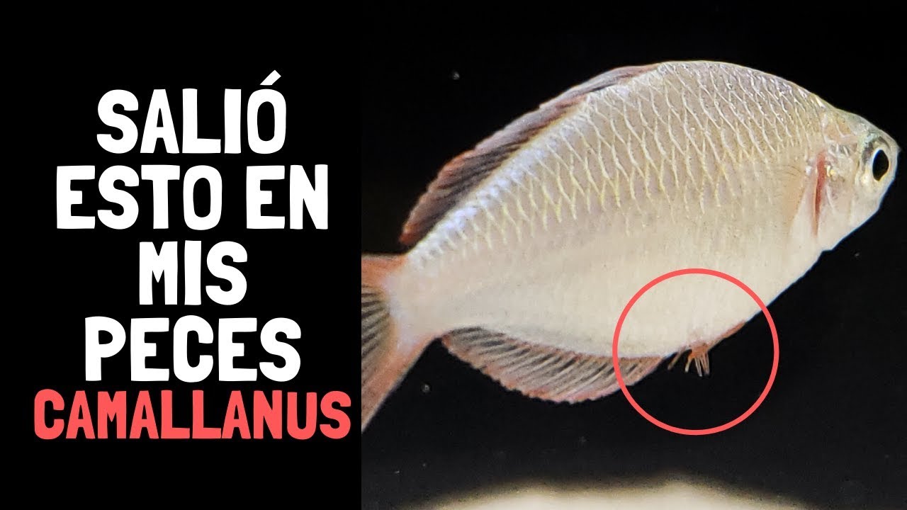 Actualización: ¿Cómo Combatir el Gusano Camallanus y Nuevas Adiciones?