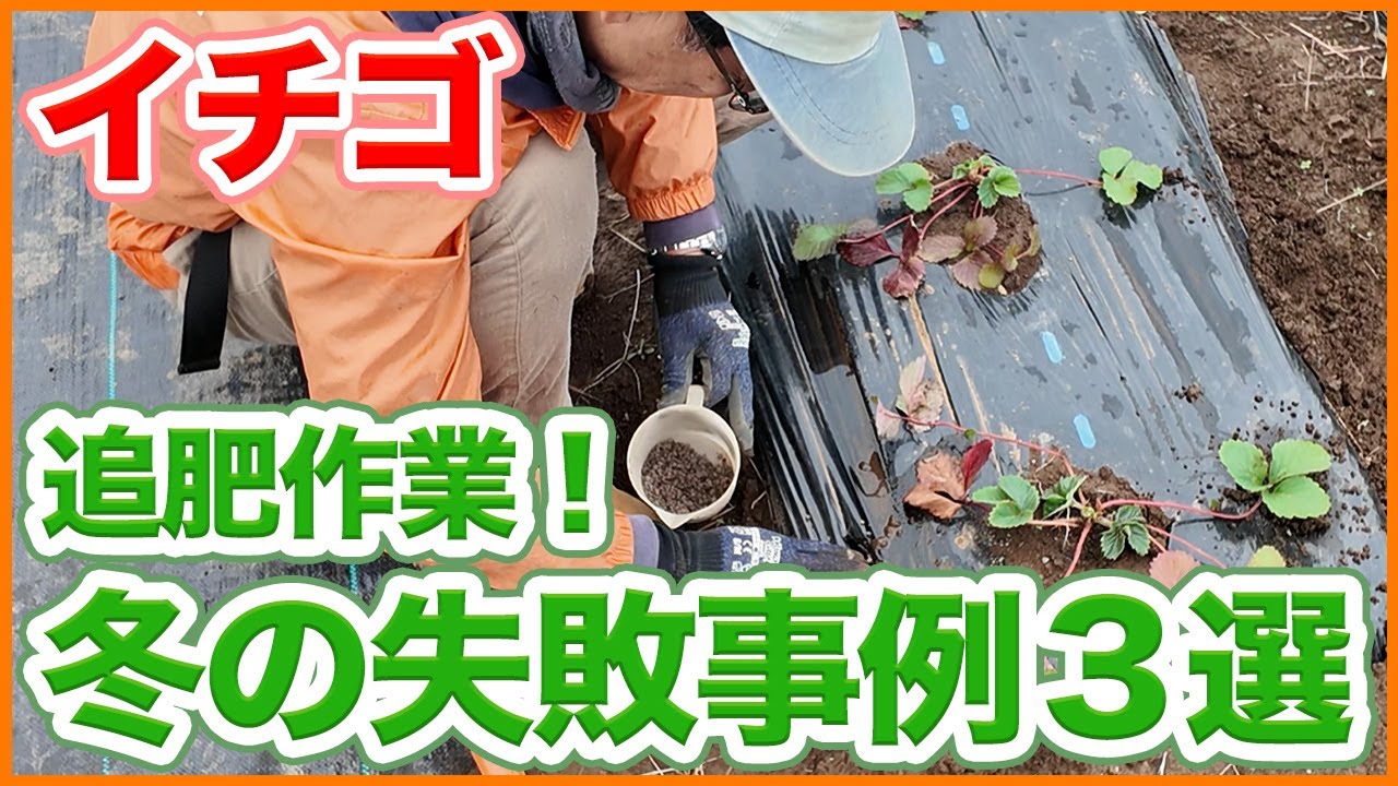 家庭菜園や農園でこれをやったら失敗！？イチゴの追肥作業！冬の失敗事例3選を徹底解説！【農園ライフ】