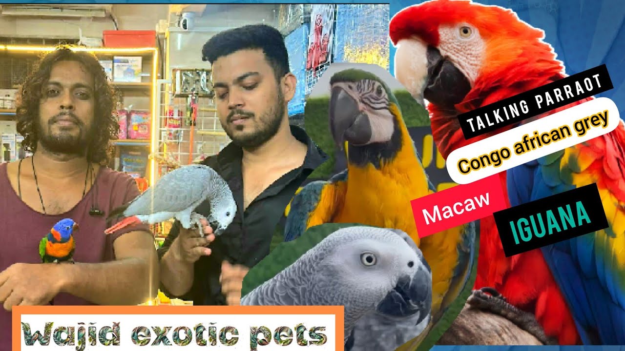 wajid exotic pets shop in mumbai |macaw | african grey | cockatiel | budgie |cat#pet #exotic #birds