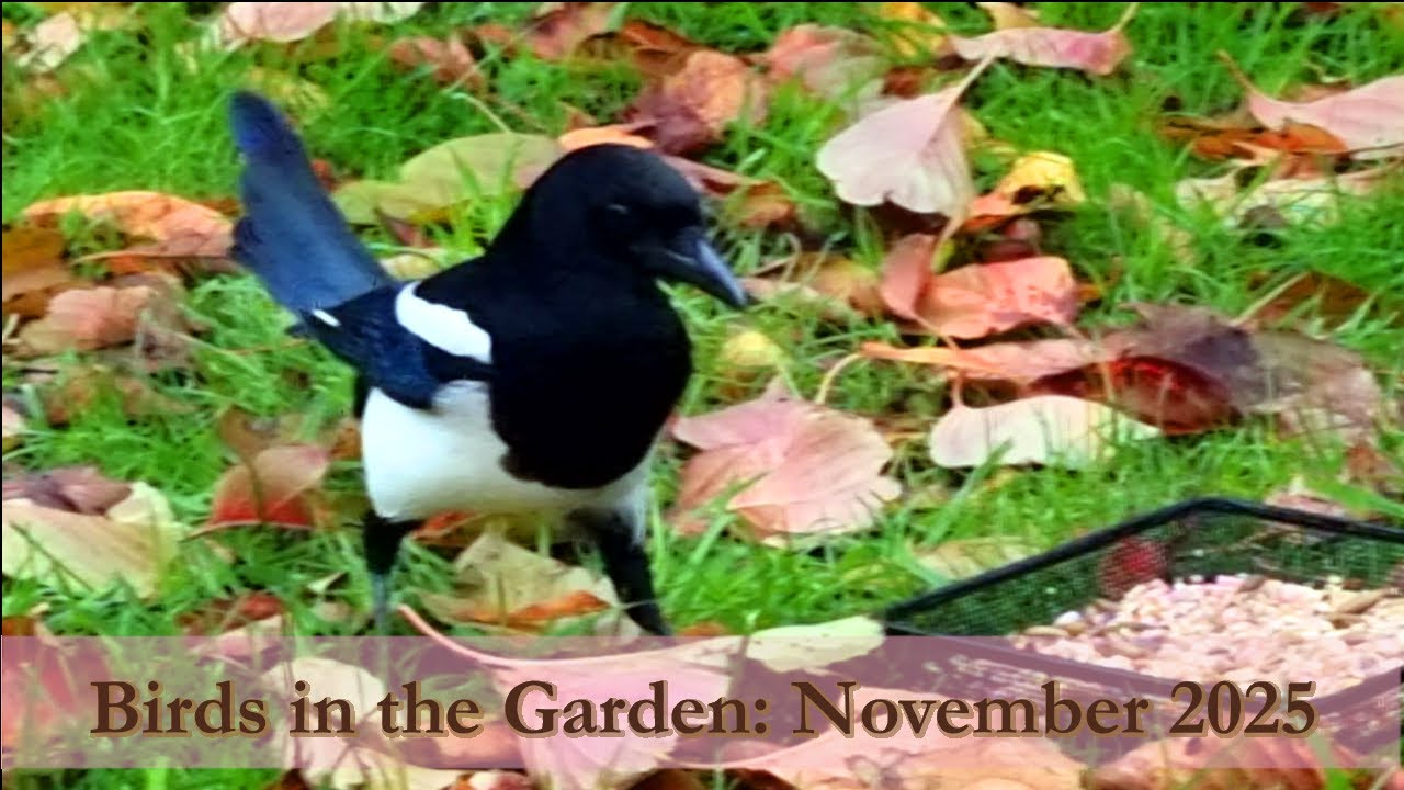 Robins and a cautious magpie at the lawn feeder 🐦🍂 | November 2025 [4K] [60fps]