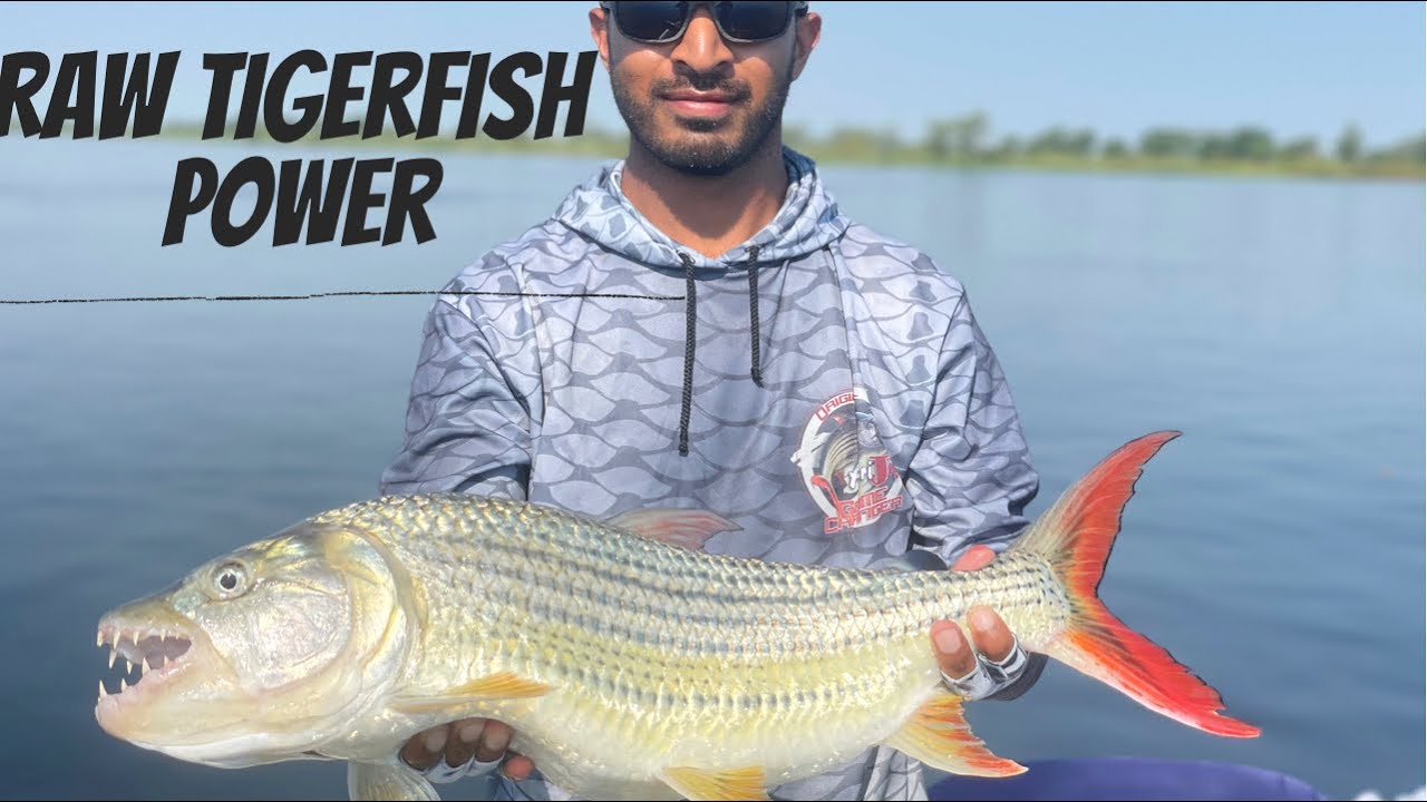 Getting smoked by a huge Tigerfish - Upper Zambezi Session
