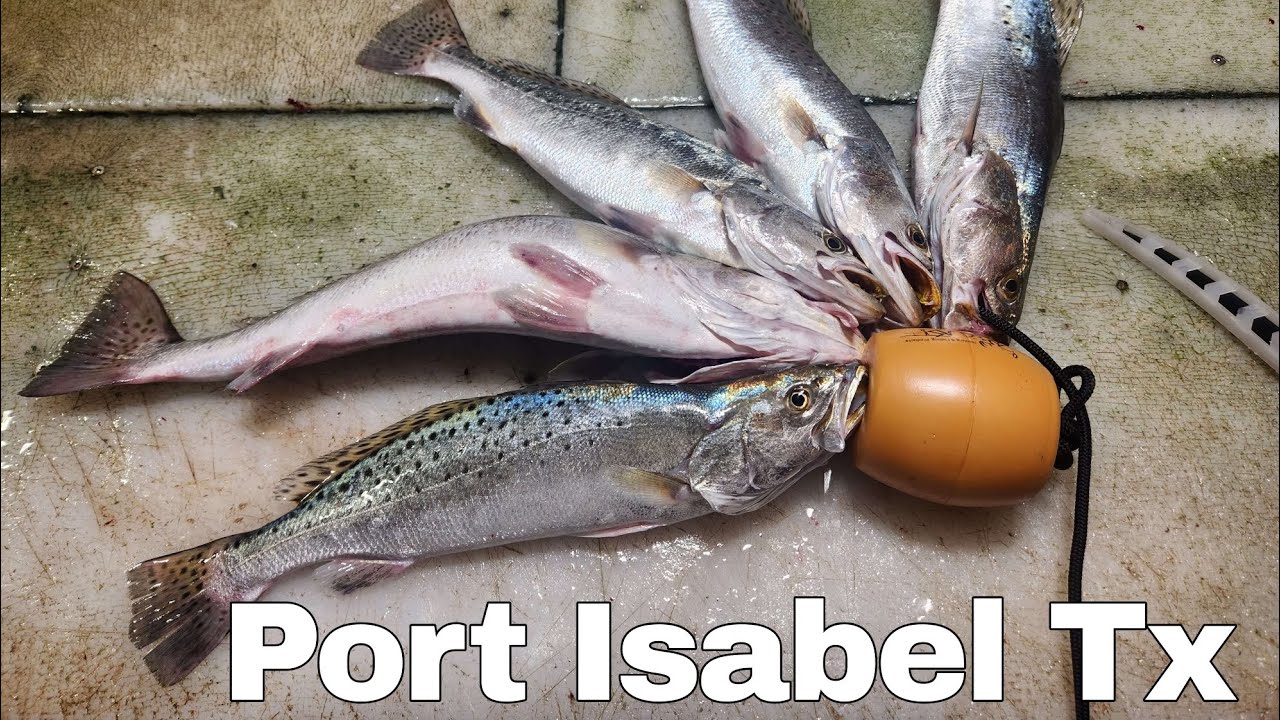 Pirates landing fishing! Port Isabel Tx live shrimp