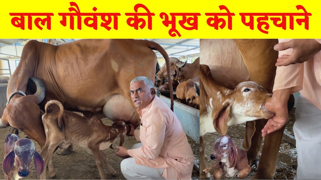 गाय के बच्चे की भूख को कैसे जाने
