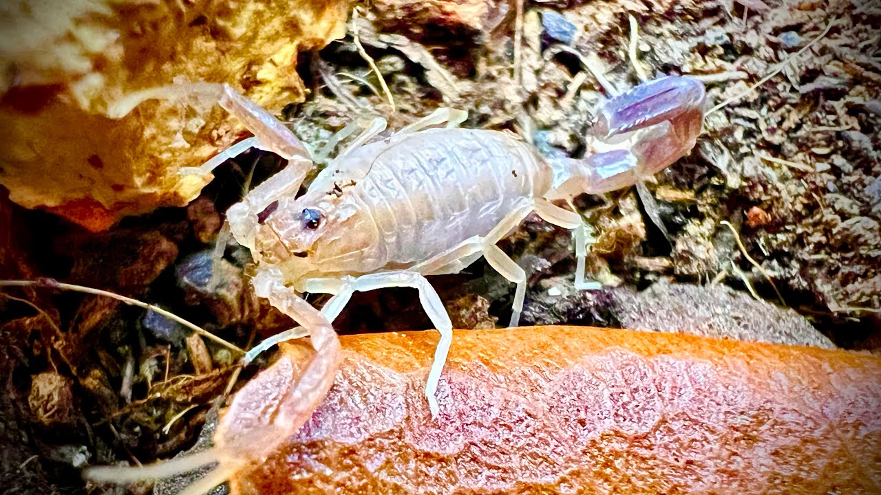 Unboxing a SCORPION Mystery Box From Arachnid Rarities! @vervebiotech