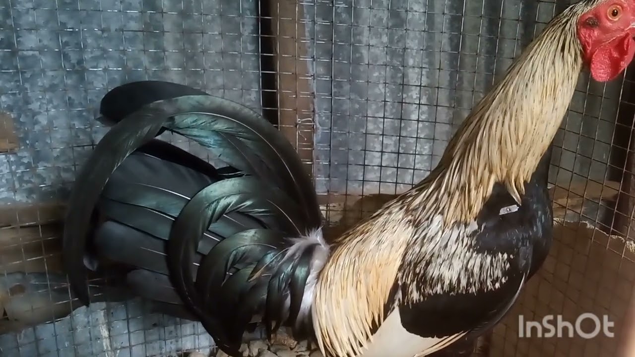 5 exóticos dé diferentes variedades 🐓💯