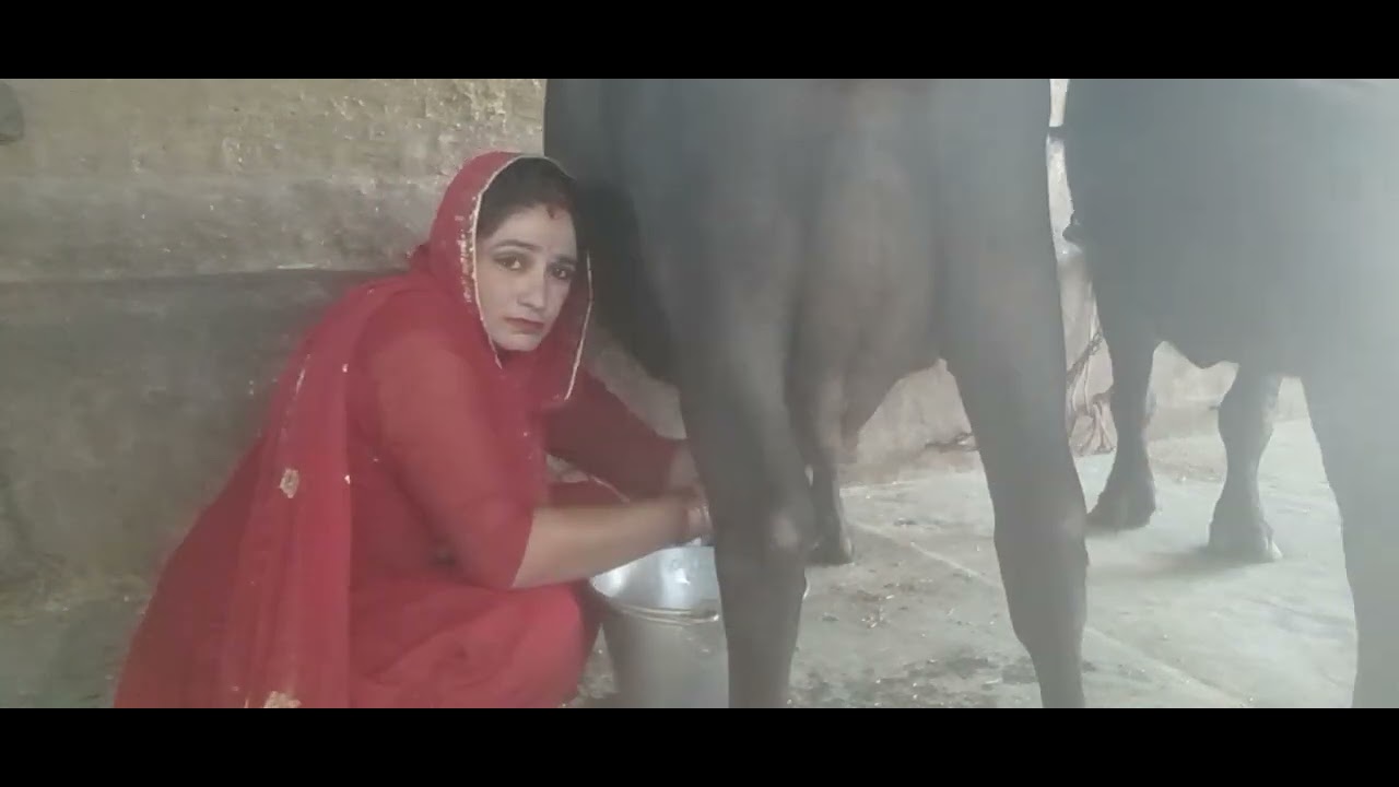 buffalo milking #by hand milking #youtube #haryanvi  Village life ♥️ 😋 👌 🙌 😍 ❤️