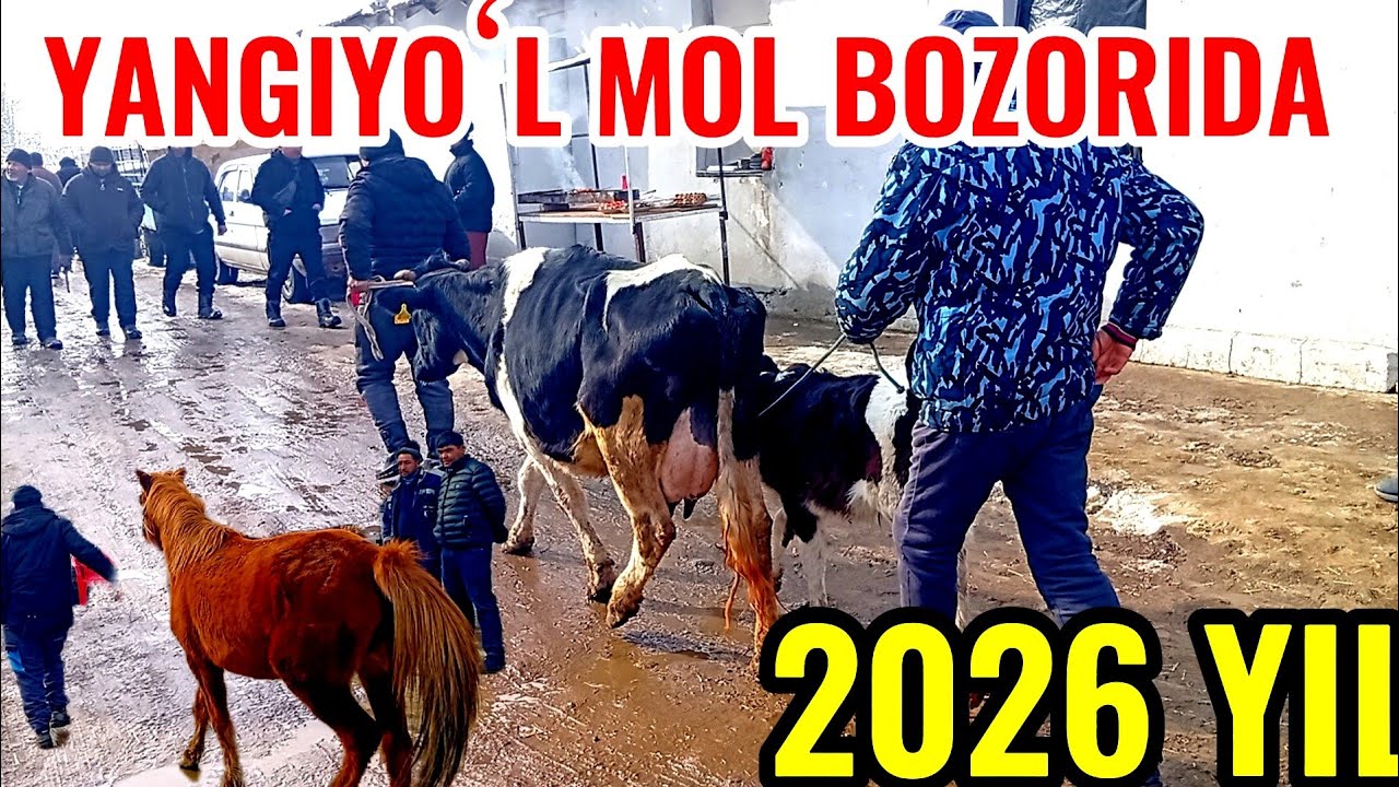 YANGIYOʻL MOL BOZORIDAGI BUGUNGI NARXLAR DAXSHAT BOʻLDI 🐐🐑🐏🐄🐂🦬🐎