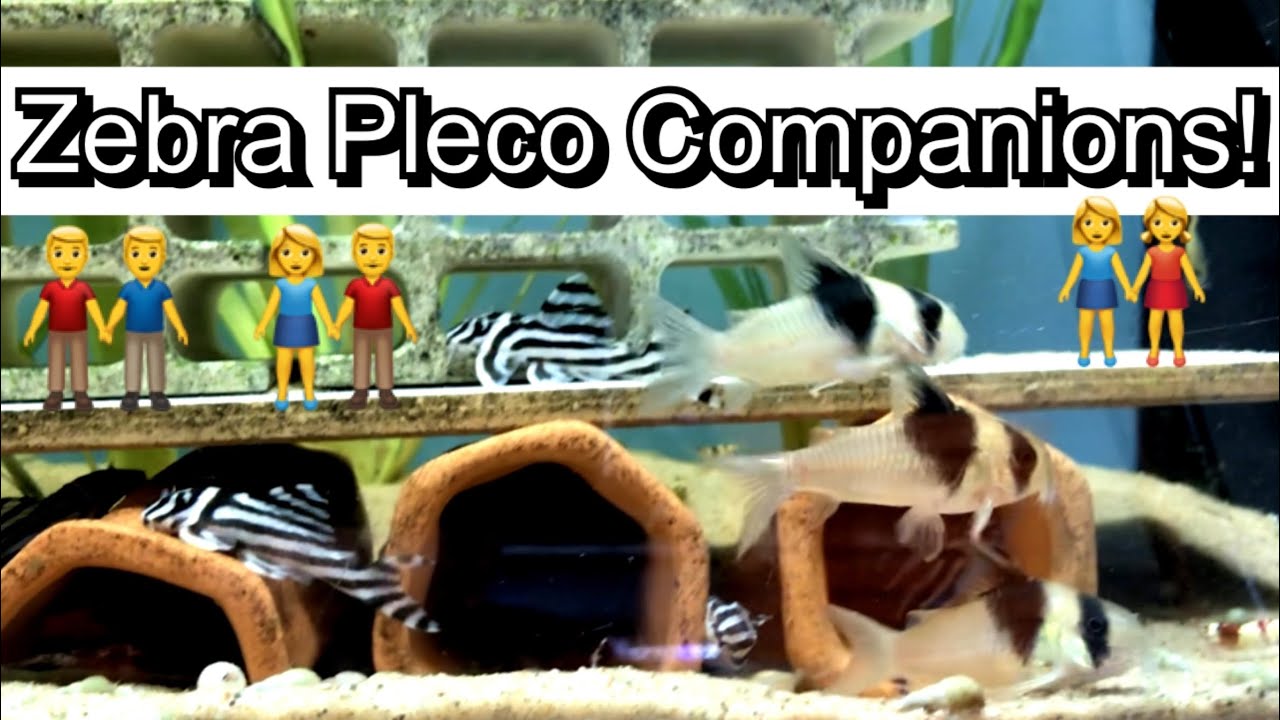 Zebra Pleco Companions! Best dither fish and indicator species for your Zebra Pleco Tank! subscribe!