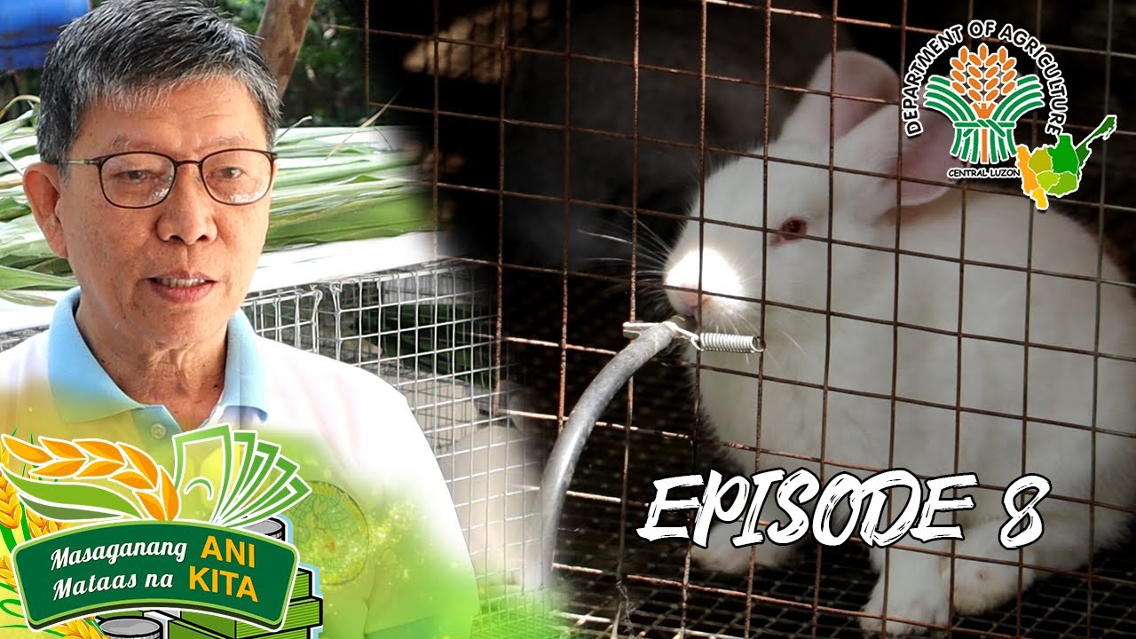 Ani at Kita sa Agrikultura: Rabbit Raising in Baliuag, Bulacan | Episode 8
