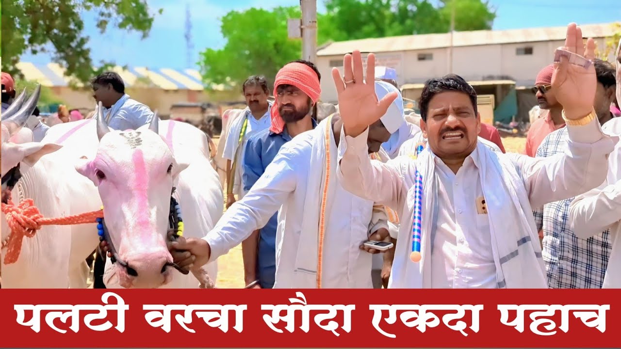 अन्वर शेठ नी केला गावरान बैलाच्या बदल्यात पलटीवर सौदा #खिल्लार_महाराष्ट्राची_शान #khilaribailjodi