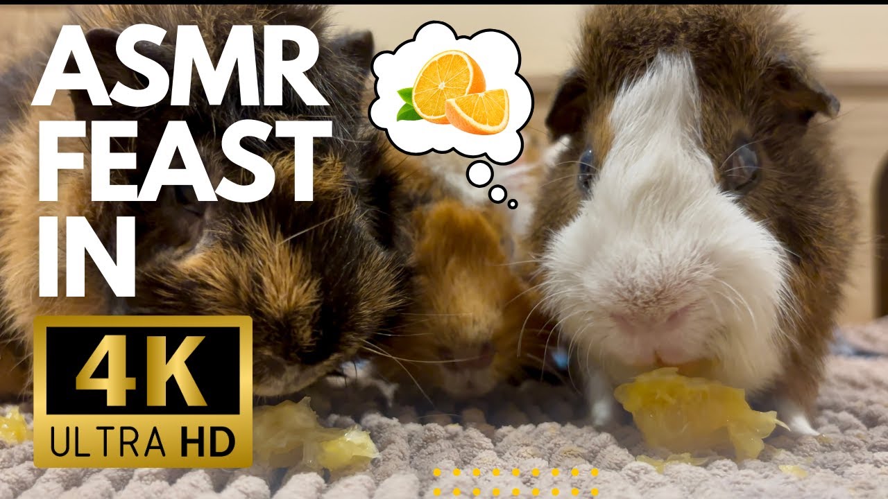 3 Guinea Pigs Eating Orange 🍊 | Juicy Citrus ASMR in 4K