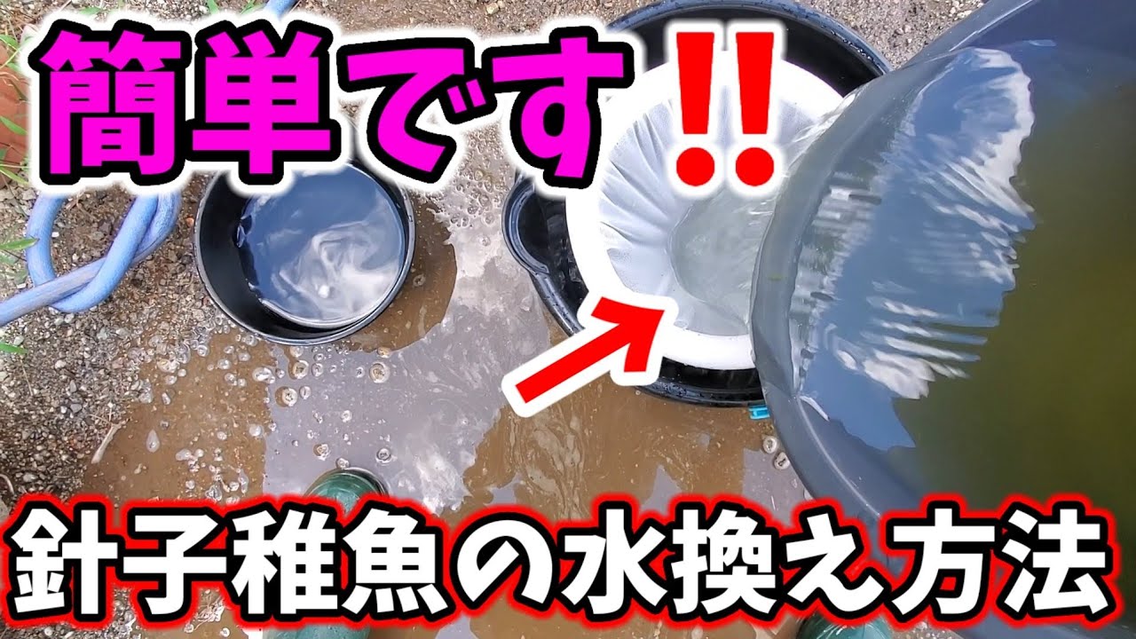 簡単‼️メダカ針子稚魚の水換え方法‼️この選別網があれば誰でも楽チンです❗安らぎAQUAちゃんねる