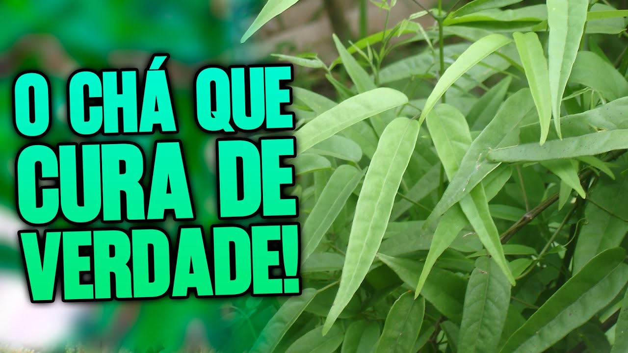 O chá de CRAJIRU é tudo isso mesmo? Mostro a verdade e como usar corretamente! 🌱