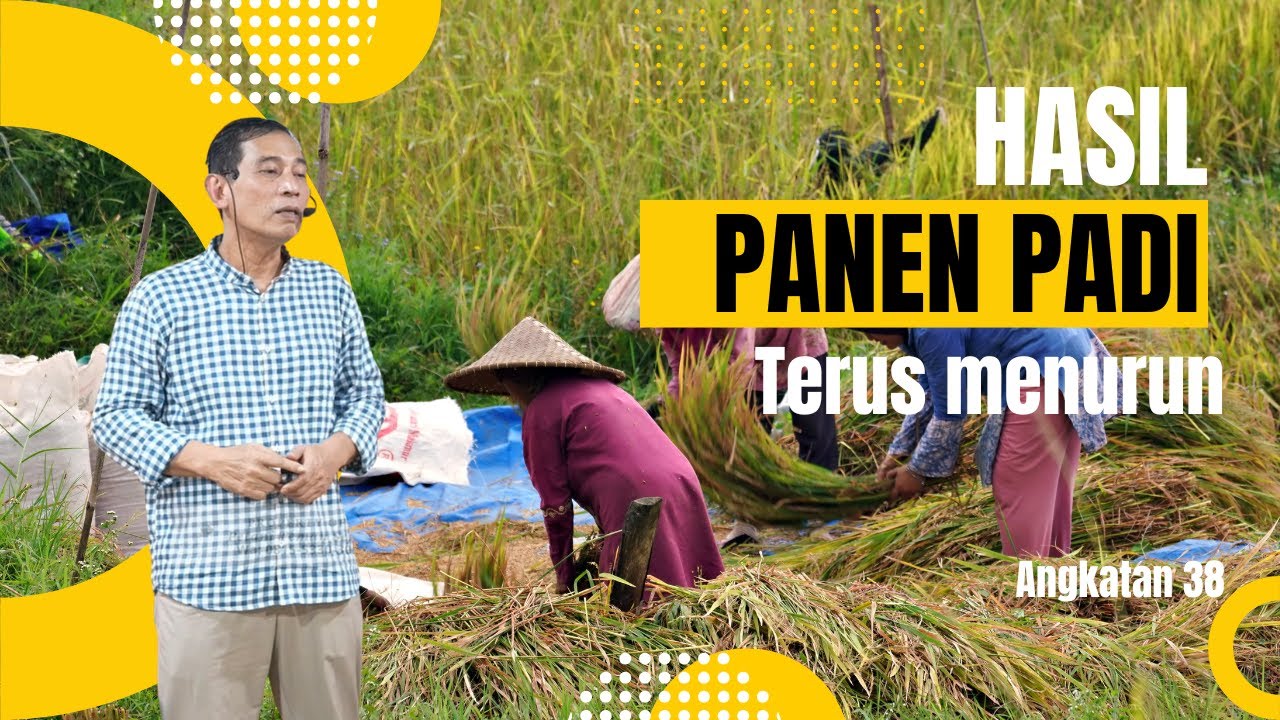 Cara atasi Hasil Panen Padi Terus menurun