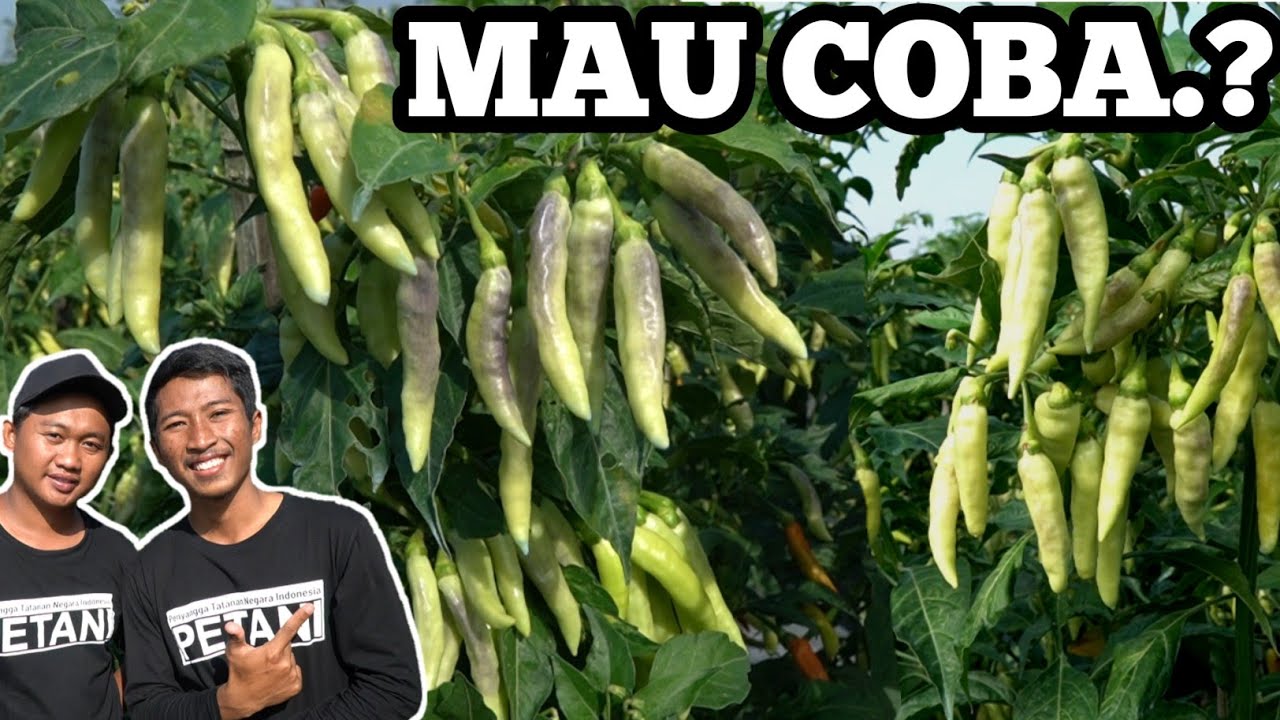 FORMULASI PUPUK CABE RAWIT | CARA MENANAM CABE