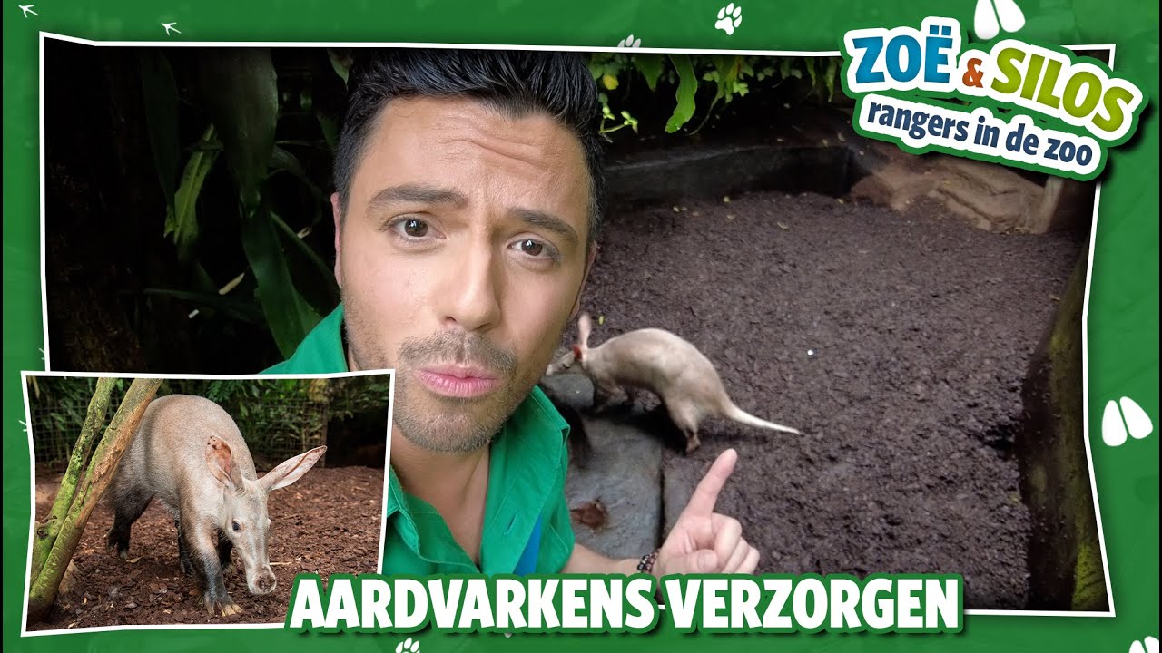 Wat ETEN de AARDVARKENS? 🐽 | RANGERS IN DE ZOO