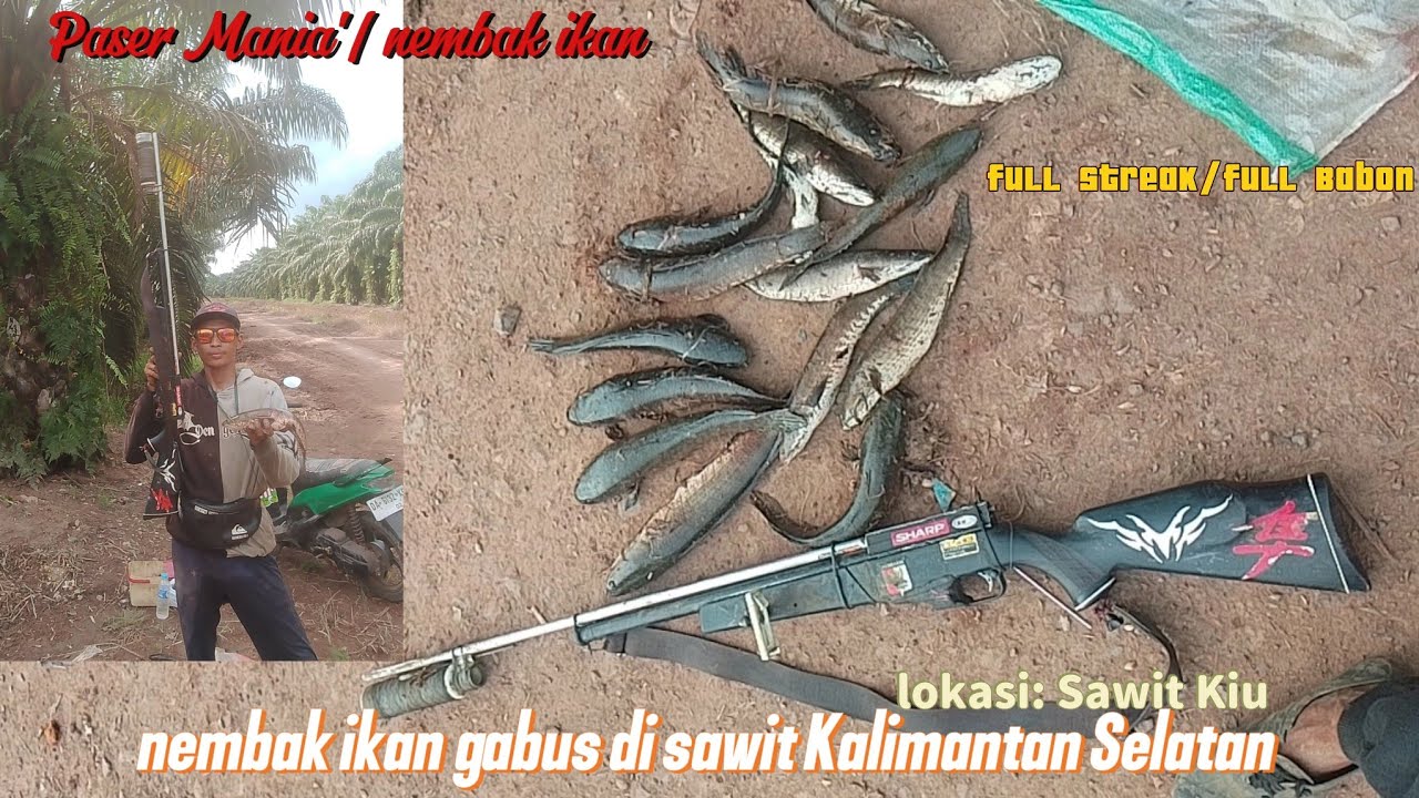 Maser/Nembak ikan gabus di sawitan Sungai Puting!' alhasil Panin ikan gabus babon!'🔥