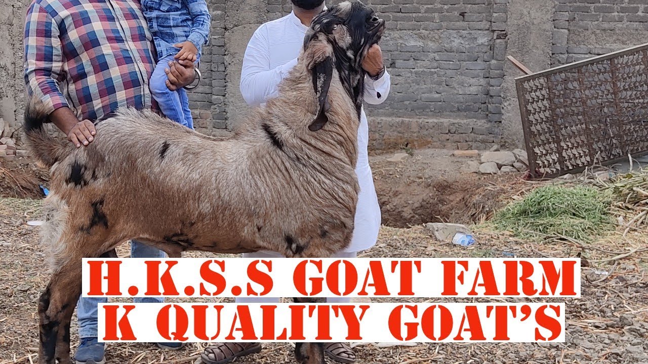 H.K.S.S GOAT FARM K | GOOD QUALITY GOAT'S