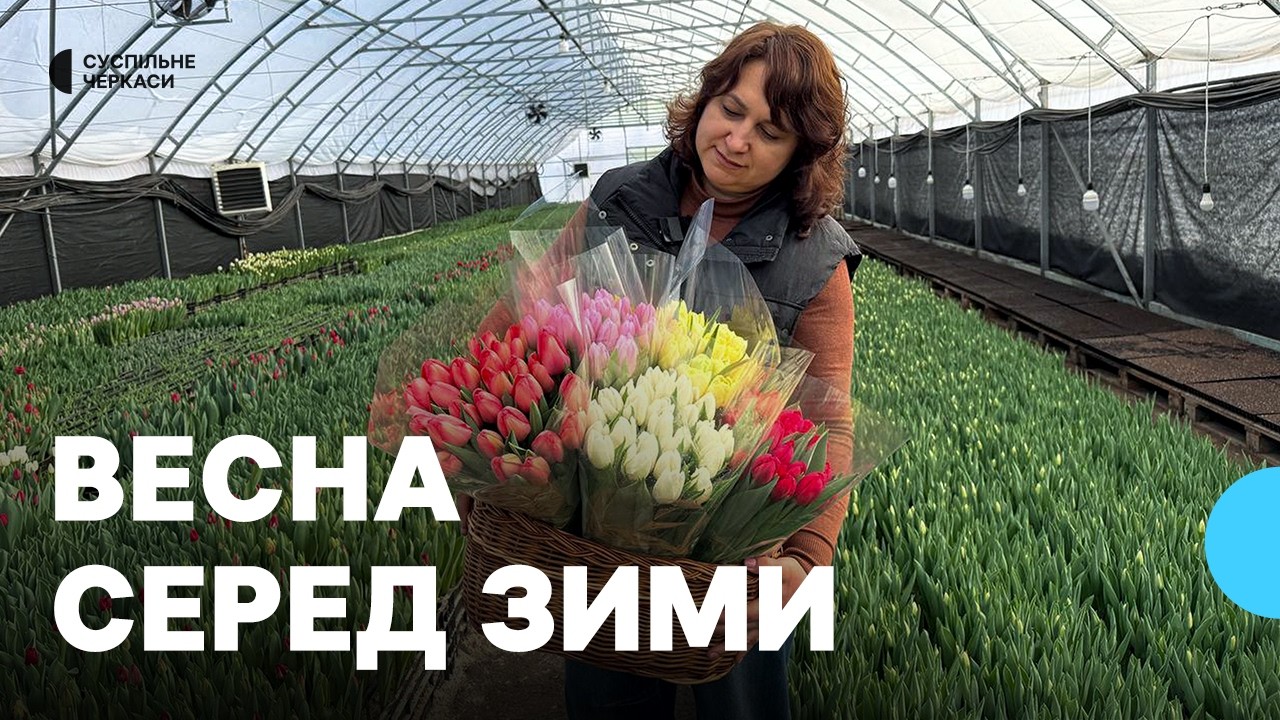Як родина з Черкащини вирощує тюльпани до свят