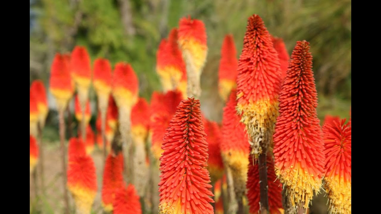 Tritoma o kniphofia en el jardín - Decogarden - Jardinatis