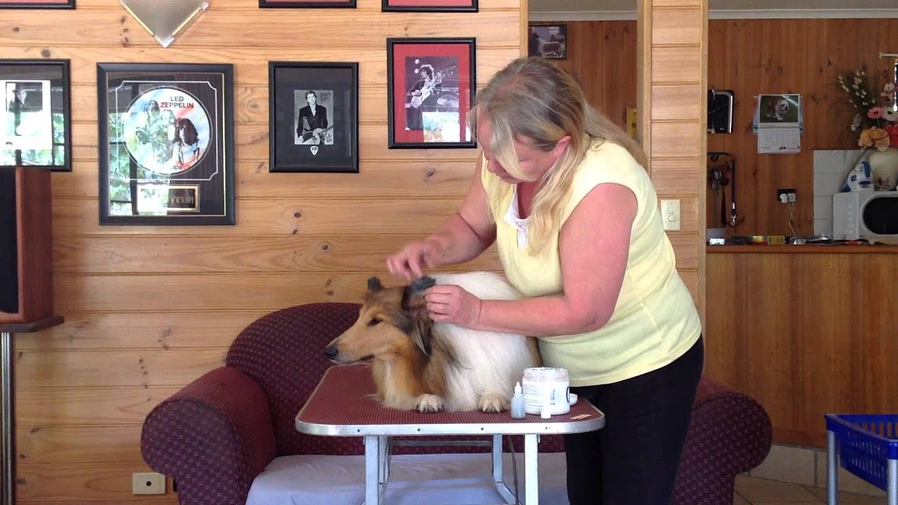 Tungsten Video Guide - Crystal Canine Show Essentials