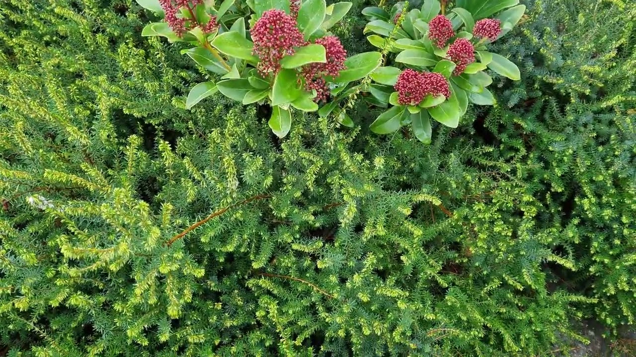 In de tuin bij Henk, aflevering 75, groenblijvers
