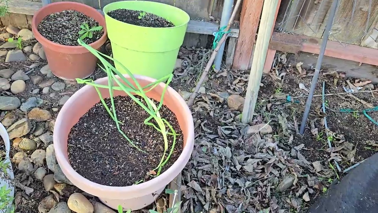 January 2026 garden update 
