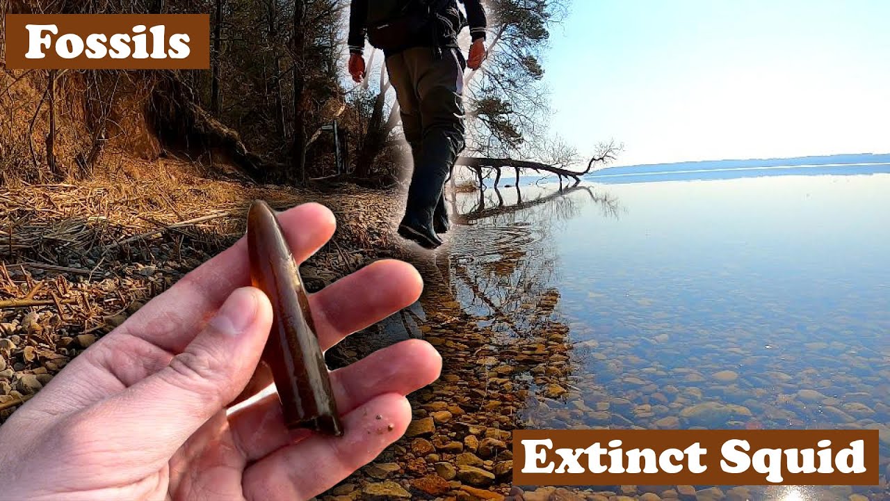 Found Perfect belemnites and other fossils at great lake