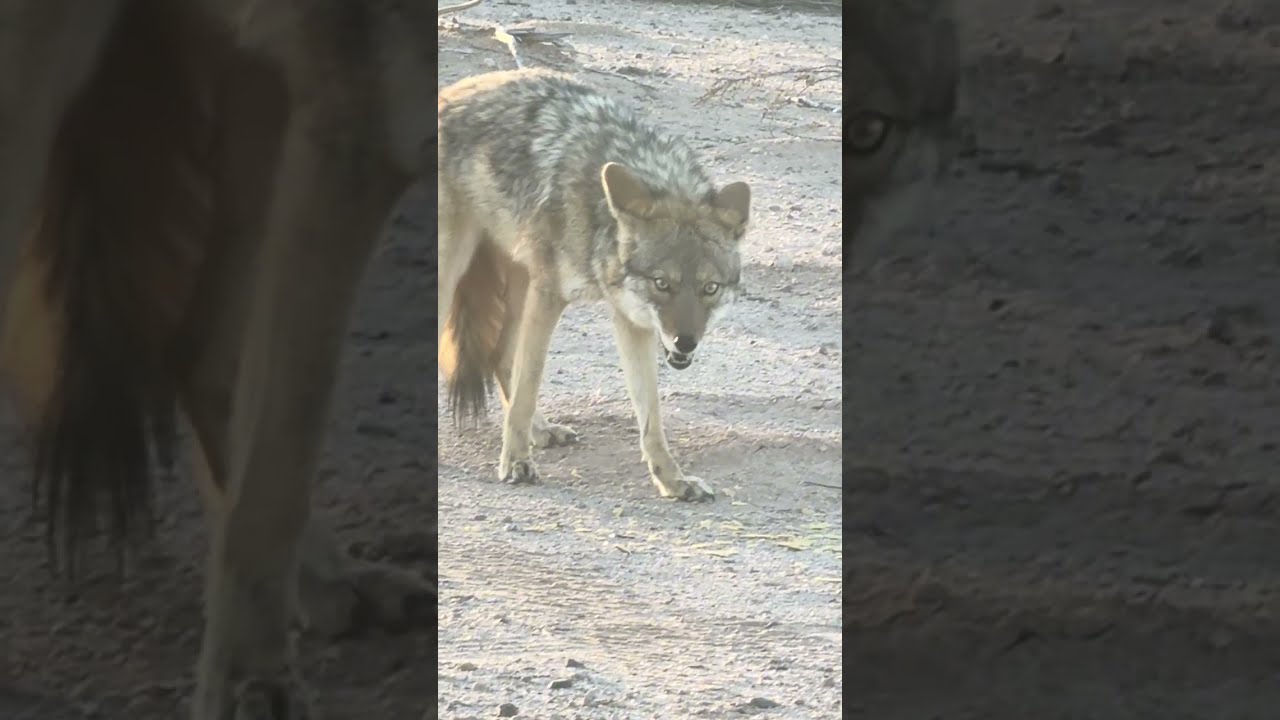 Arizona Coyote, wildlife 