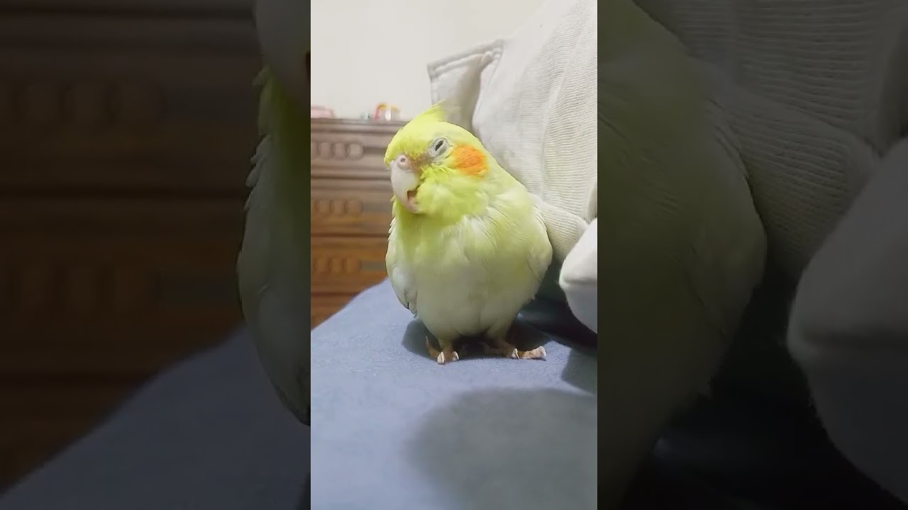 Sleepy Cockatiel #cockatiel #instabird #cutebirds #funnybirds #pets #cockatielbird