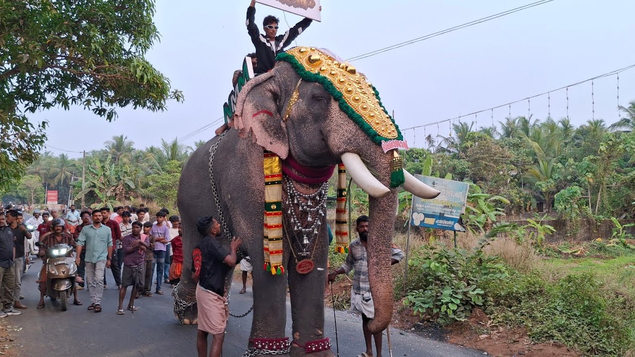 koodallur fest 2025 കൂടല്ലൂർ nercha fest