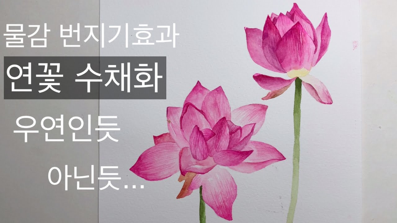 연꽃 수채화, 보타니컬 아트, 수채화 재밌게 그리기