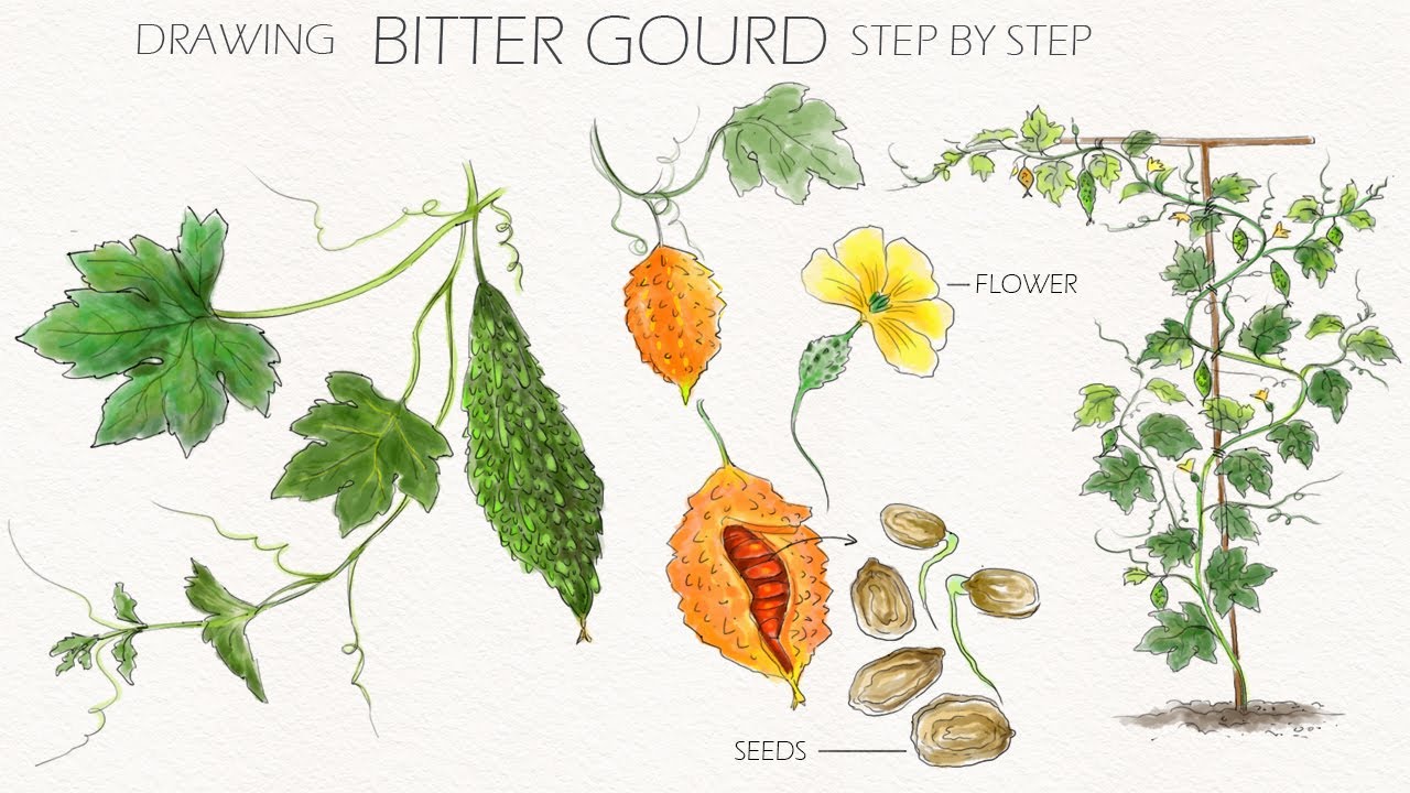 drawing bitter gourd step by step | bitter gourd | karela drawing  | vegetable | draw bitter gourd