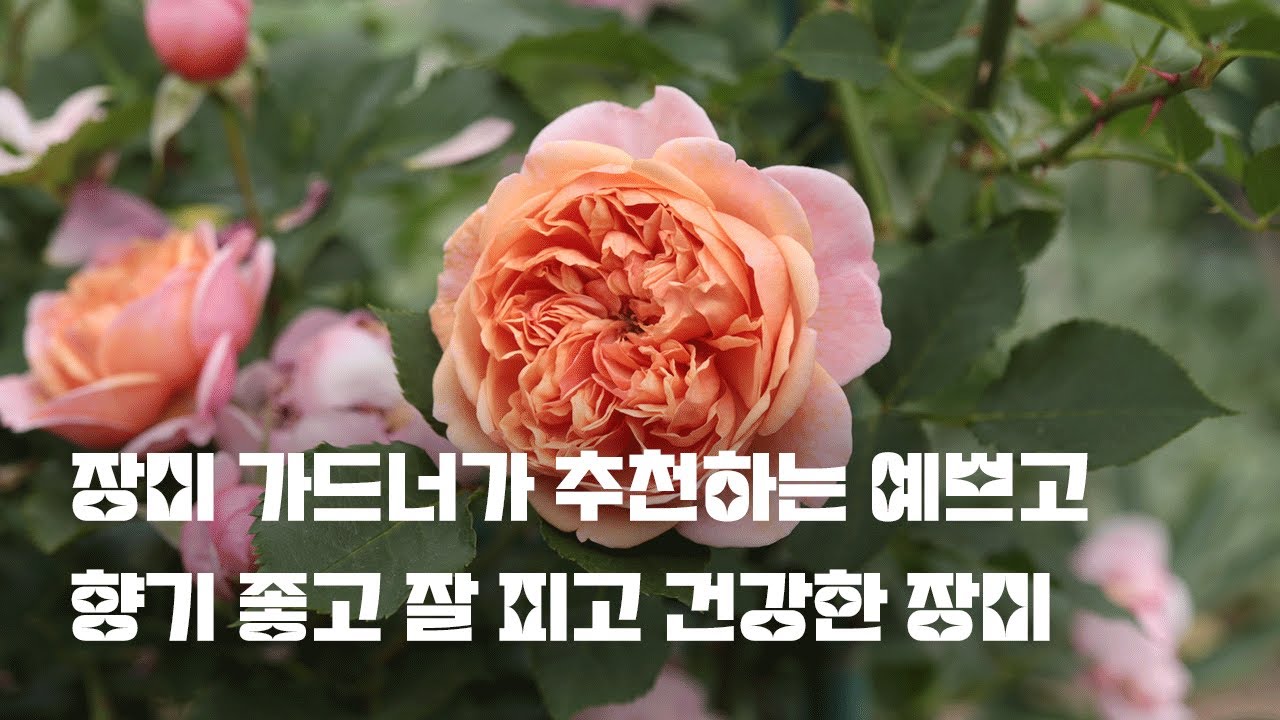 이 장미들은 믿고 키워보세요! | 치치의 장미 추천 | 예쁘고 향좋고 잘 피는 장미
