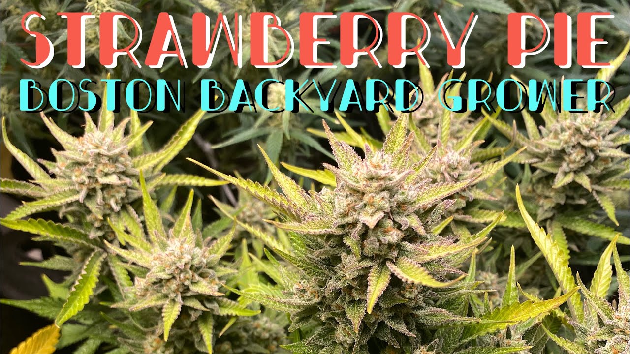 Подробный показ автоцветущей конопли в помещении &mdash; Strawberry Pie Autoflowers