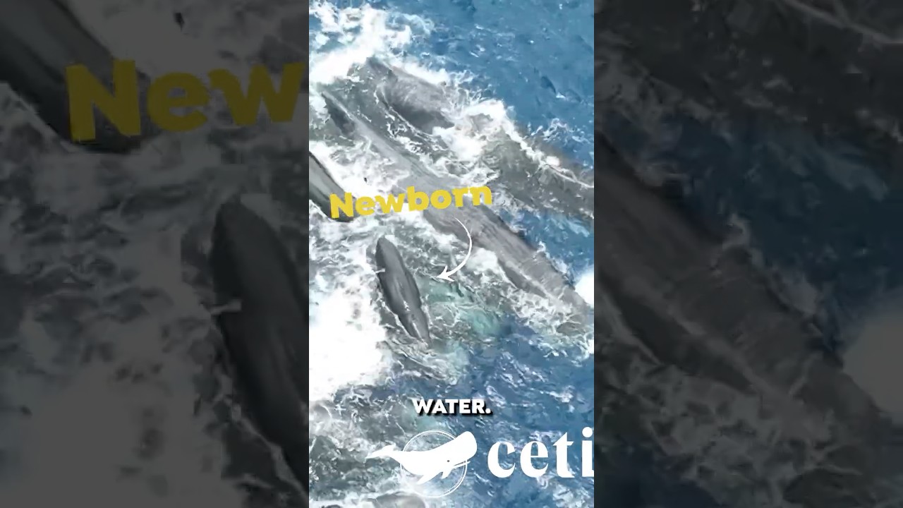 THIS Rare Whale Birth Video Blew my Mind! 🐳