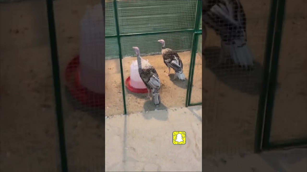 ملتزمات الصقار والطاروح والكشتات