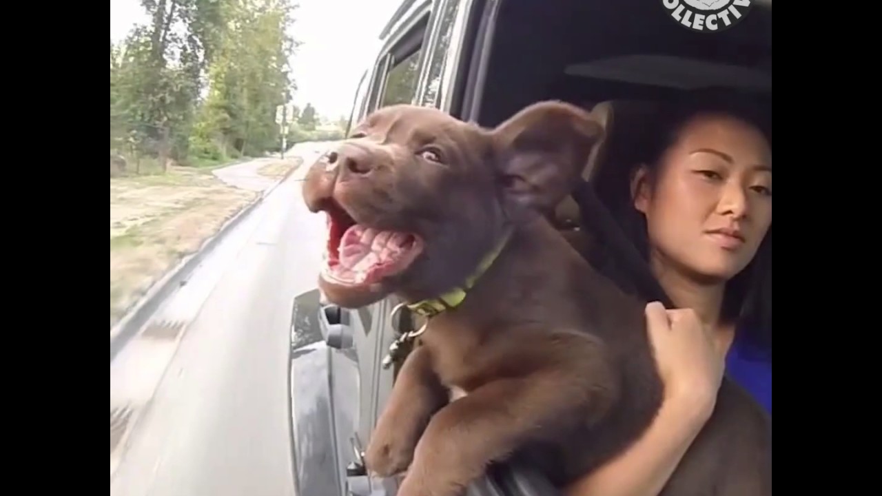 31 Puppies  Funny Dog Video Compilation 2017