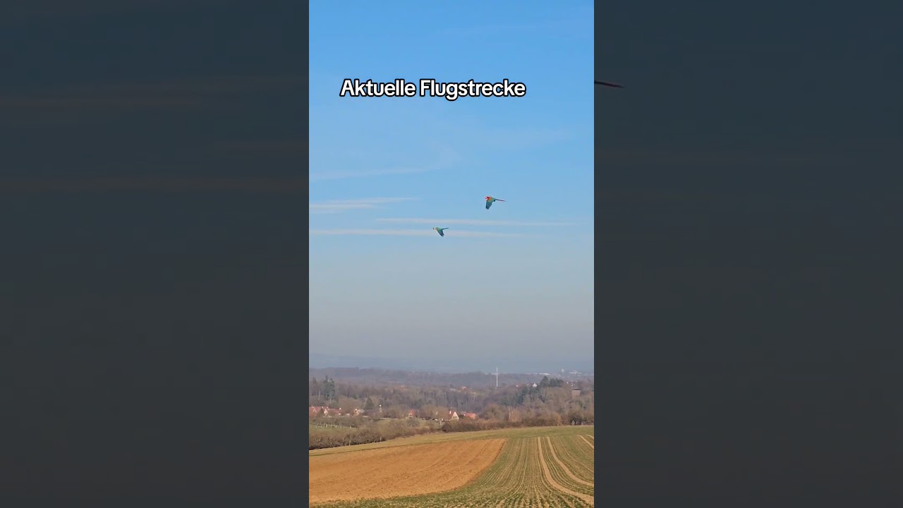 Papagei fliegt mehrere Kilometer 👀 #shorts #papagei #papageien #parrots #parrot #happy #freeflight