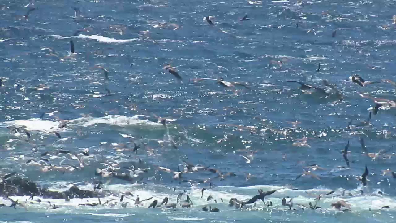HUNDREDS OF BIRDS. CHILE