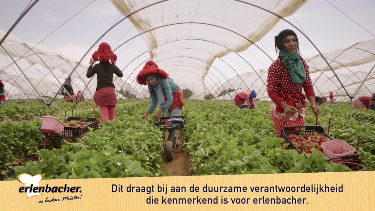 [kort] erlenbacher From-Farm-to-Fork Video aardbei in Marokko