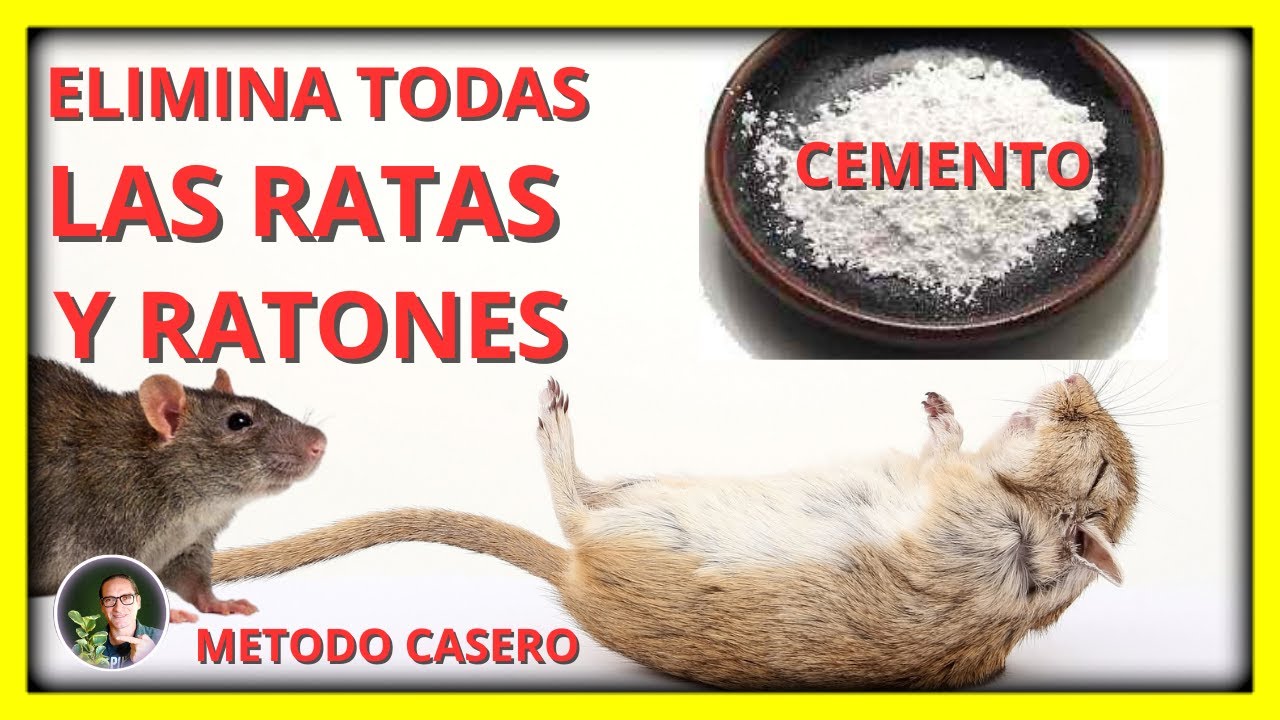 Como ELIMINAR RATAS Y RATONES, el mejor método, sin usar veneno | Gio de la Rosa