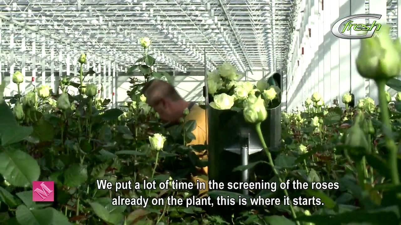 Meijer Roses (english subtitles)