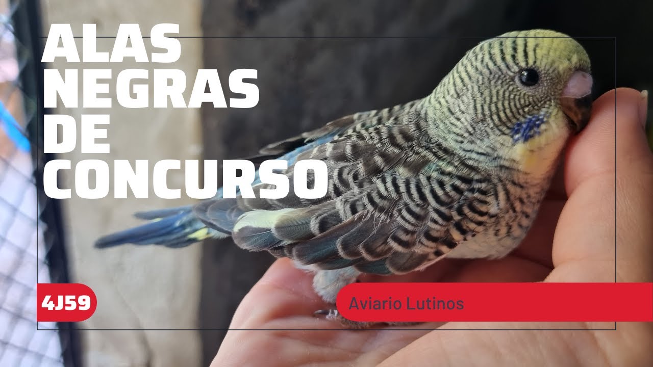 Estándar del periquito ALAS NEGRAS
