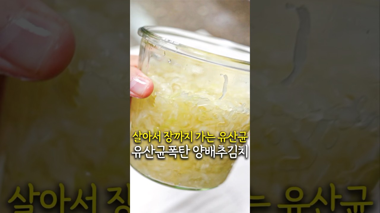 유산균폭탄!! 양배추와 소금만 준비하세요🥬  #사우어크라우트 #양배추김치