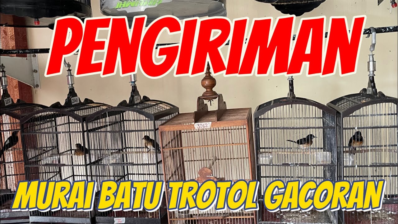 PENGIRIMAN TROTOL GACORAN.!!