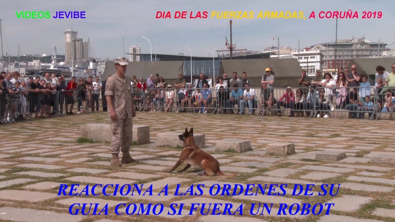 EQUIPO CINOLÓGICO, TERCIO NORTE DE  INFANTERÍA DE MARINA 4K. - VÍDEOS JEVIBE