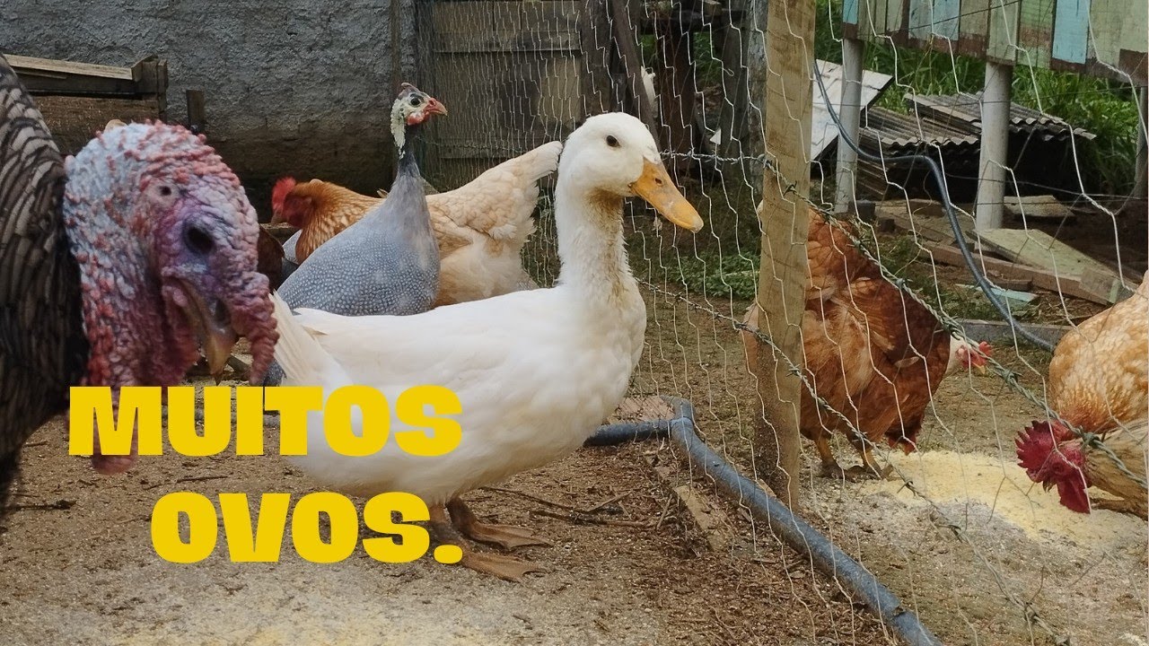 A postura das marrecas. Quantos ovos uma marreca bota por temporada? Jaciara Binz.