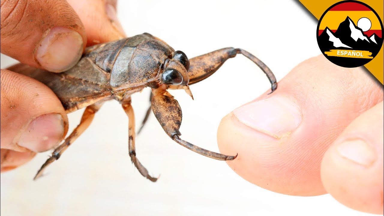 MORDEDURA EXTREMA DE CHINCHE DE AGUA GIGANTE | Brave Wilderness Español