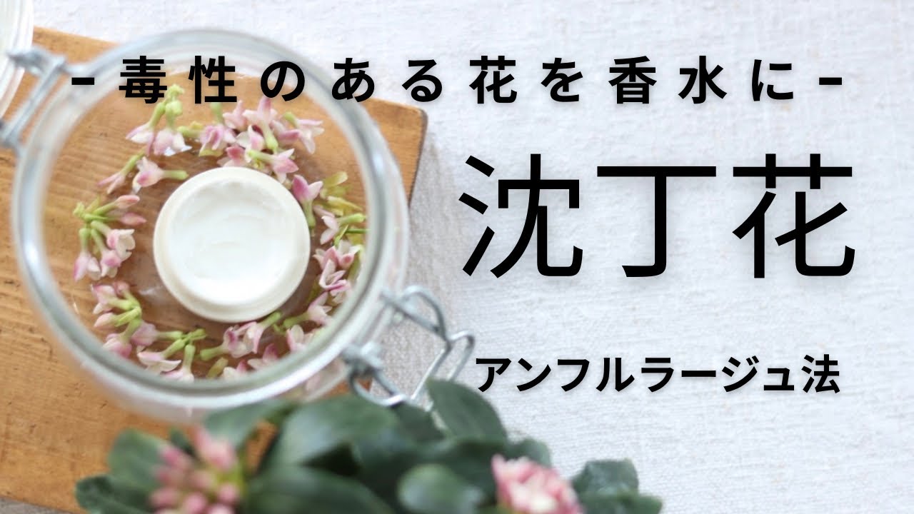 【沈丁花のアンフルラージュ】精油にならない花を伝統技法で抽出